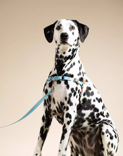 No Pull Dog Harness and Leash Set Black