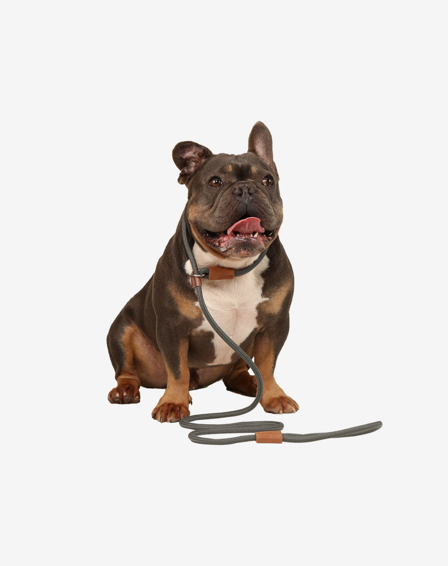 Rope Slip Dog Lead Graphite