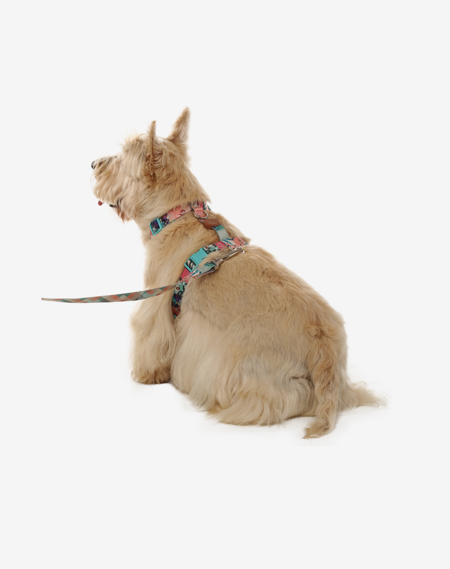 The H-Harness + Leash Set Laguna