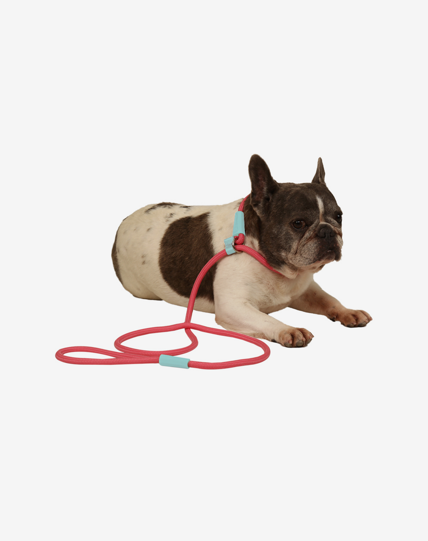 Rope Slip Dog Lead Fiji