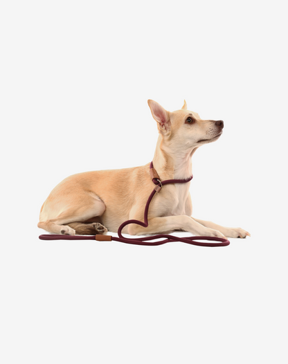 Rope Slip Dog Lead Burgundy
