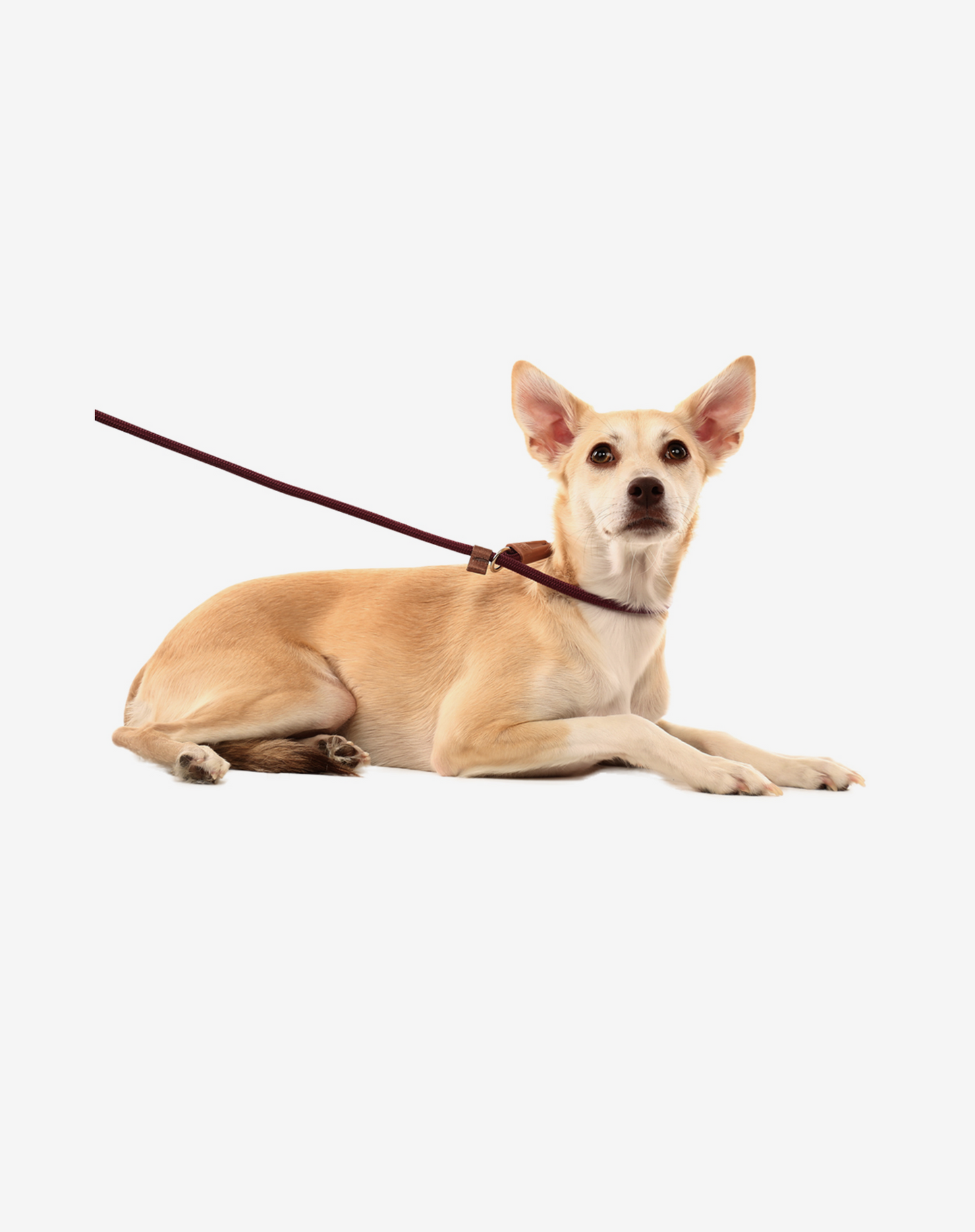 Rope Slip Dog Lead Burgundy