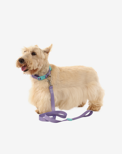Dog Leash S Lilac