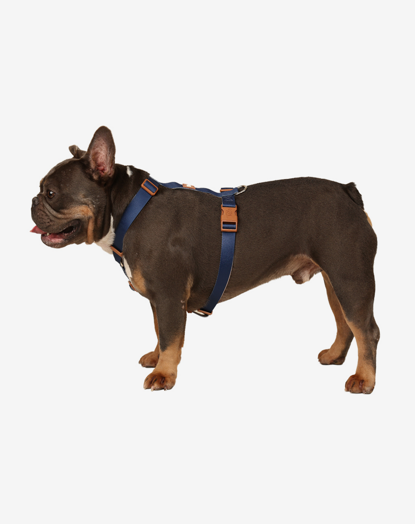 Dog H Harness Navy Blue - Khaki