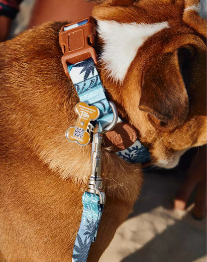 Adjustable Dog Collar with ID Tag Noronha