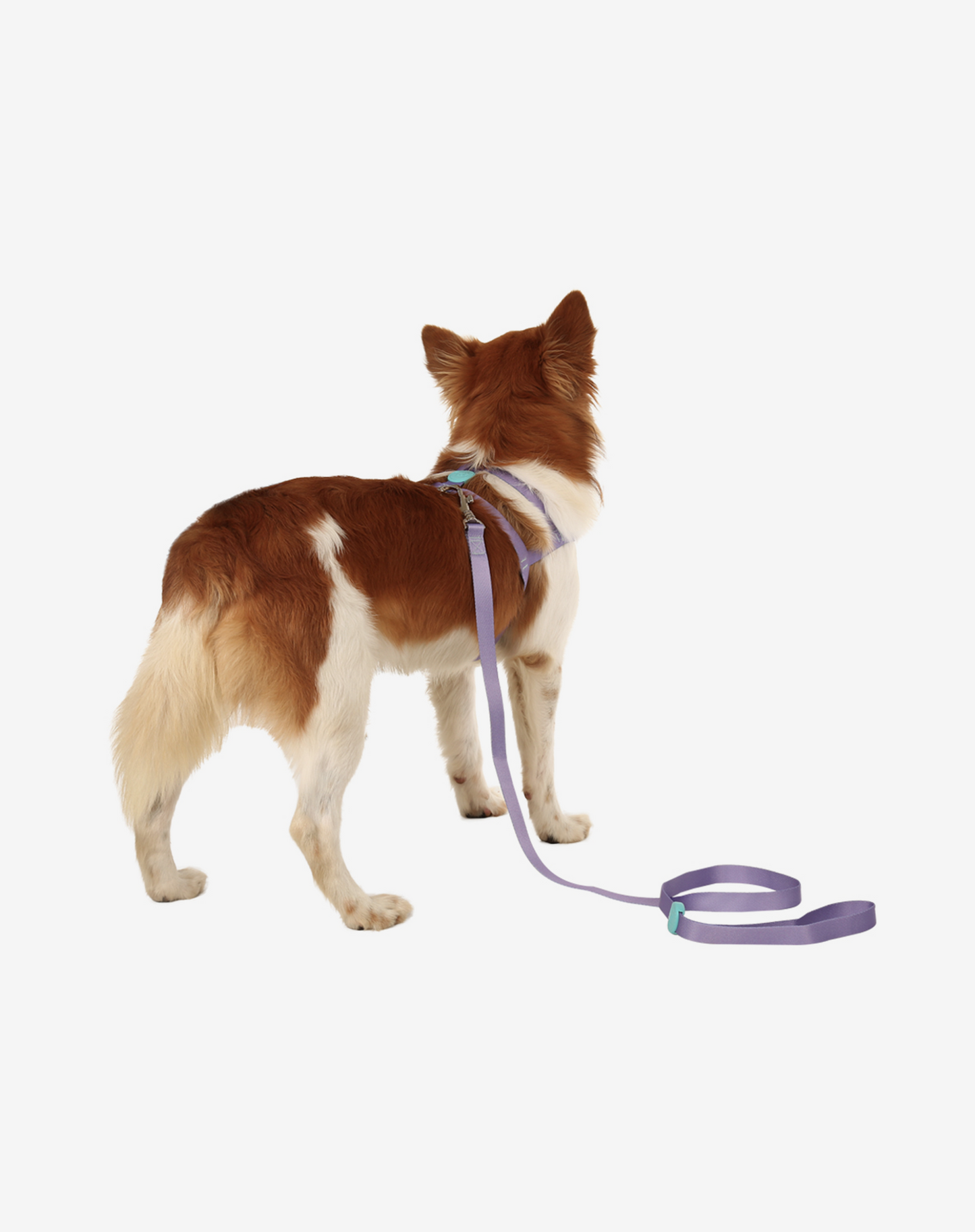 Dog Leash S Lilac