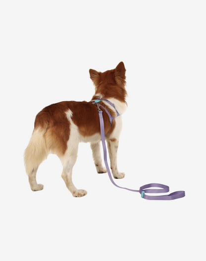 Dog Leash S Lilac