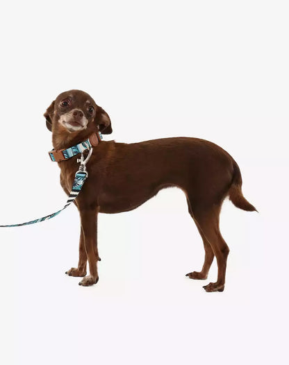 Adjustable Dog Collar with ID Tag Noronha