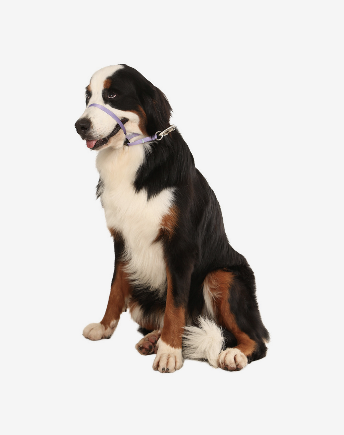 Dog Headcollar Lilac