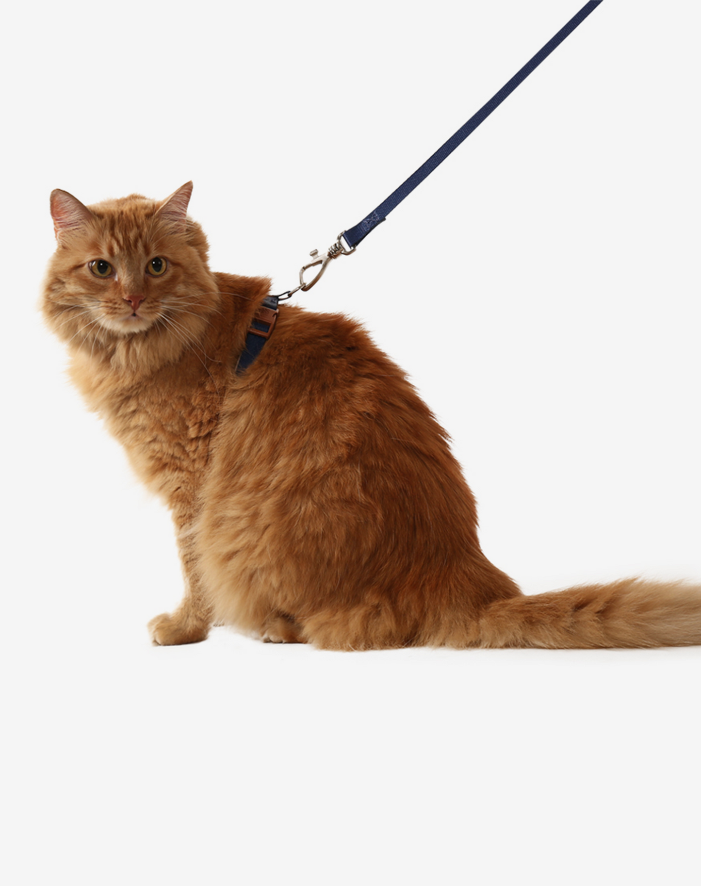 Cat H Harness + Leash Navy Blue - Khaki