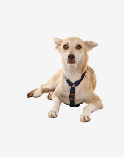 Dog H Harness Navy Blue - Khaki