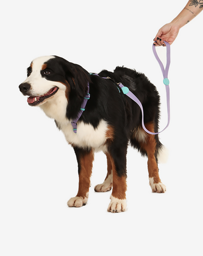 Dog Leash S Lilac