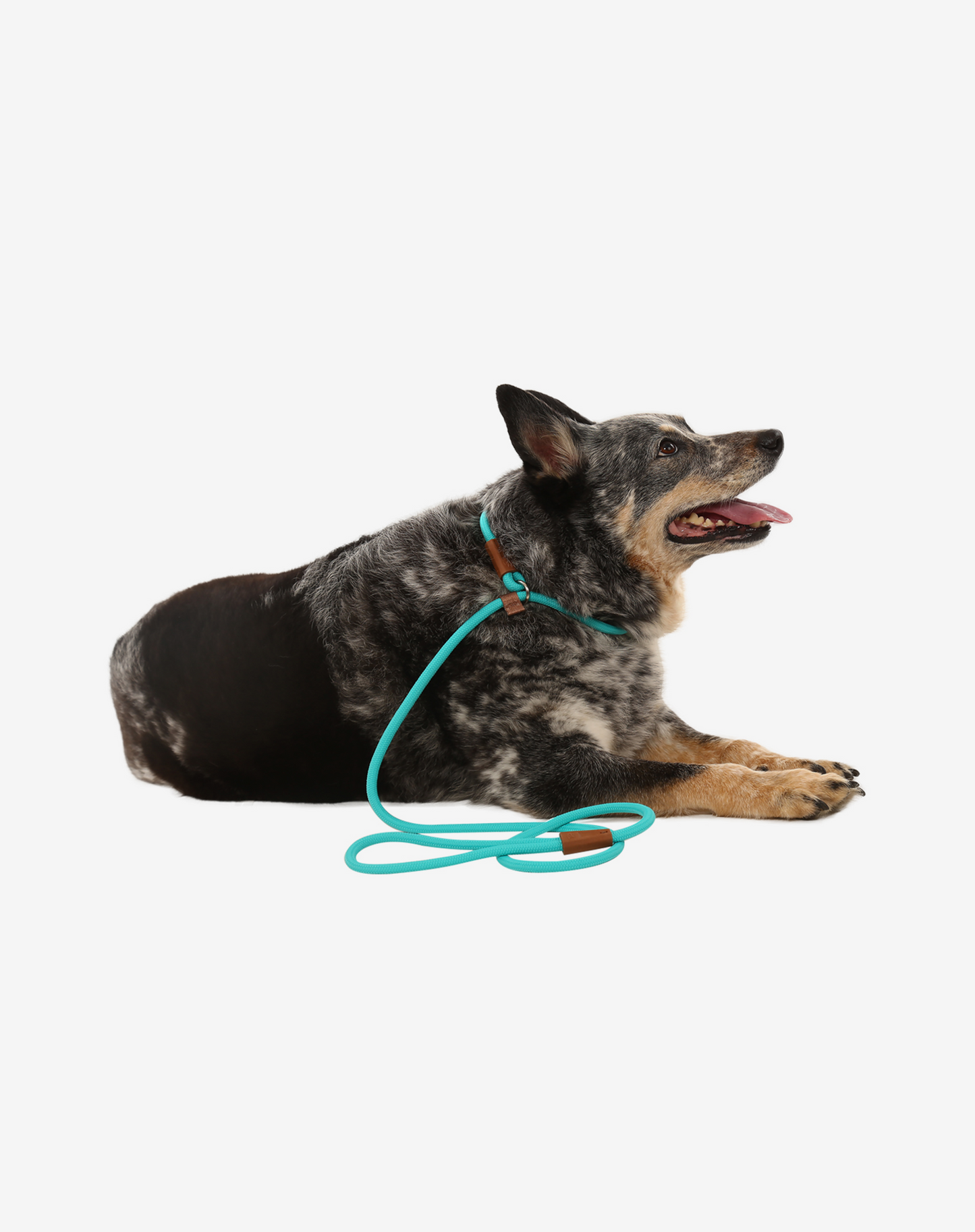 Rope Slip Dog Lead Turquoise