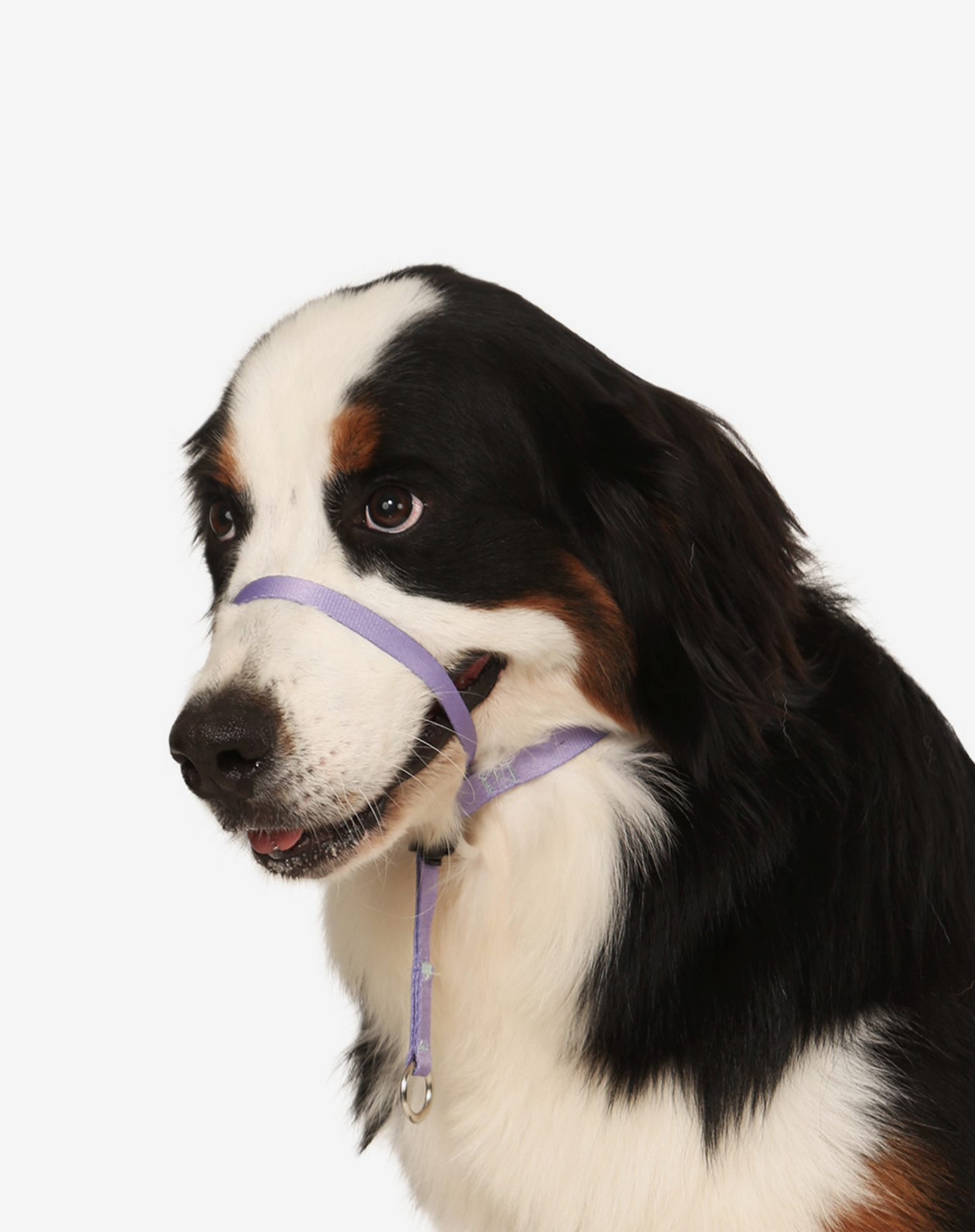 Dog Headcollar Lilac