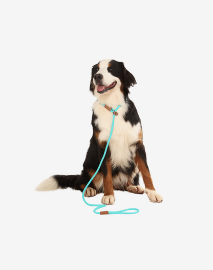 Rope Slip Dog Lead Turquoise