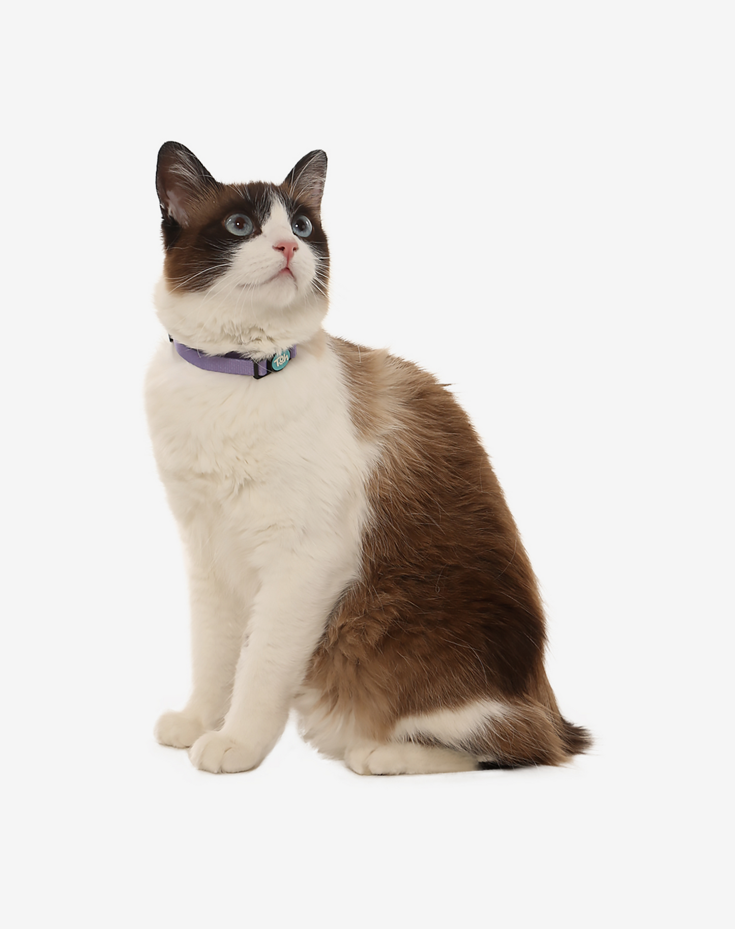 Cat Collar Lilac