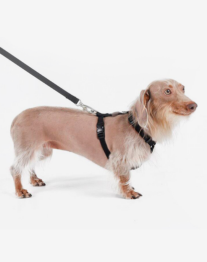 The H-Harness + Leash Set Black