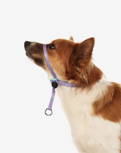 Dog Headcollar Lilac