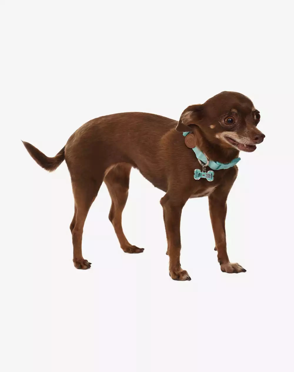 Adjustable Dog Collar with ID Tag Maresia