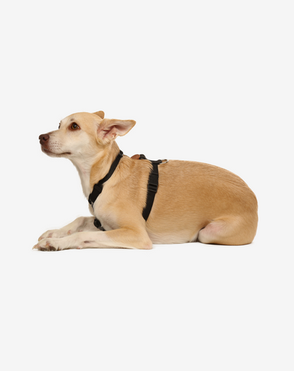 The H-Harness + Leash Set Black