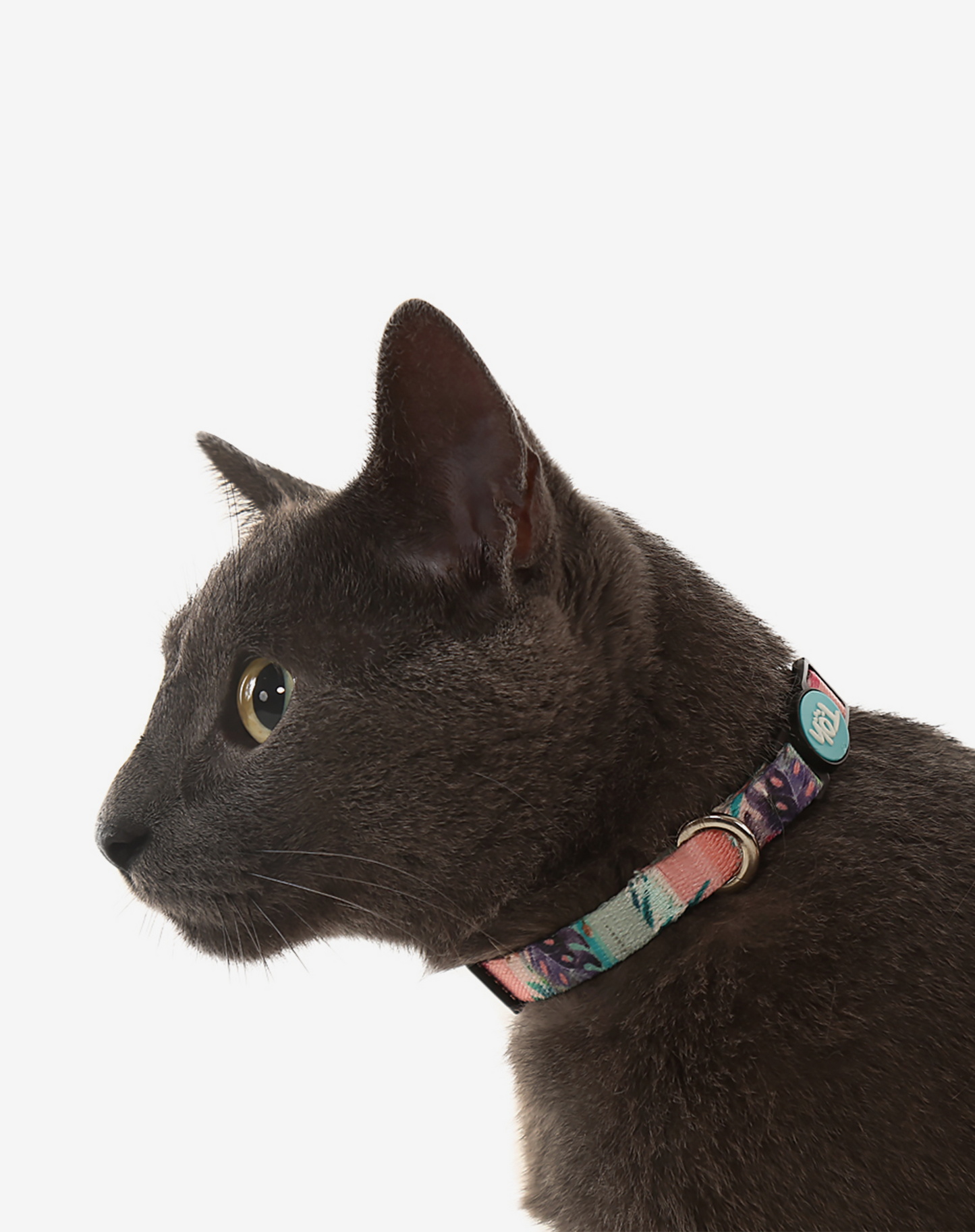 Cat Collar Laguna