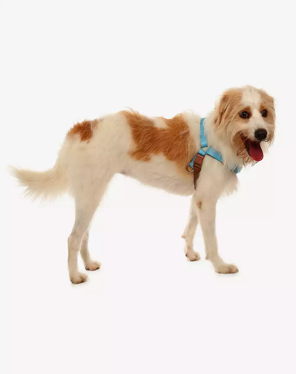 No Pull Dog Harness and Leash Set Black