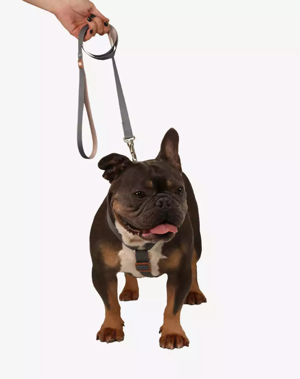 Dog Leash Basic Collection 1,20m Graphite - Khaki