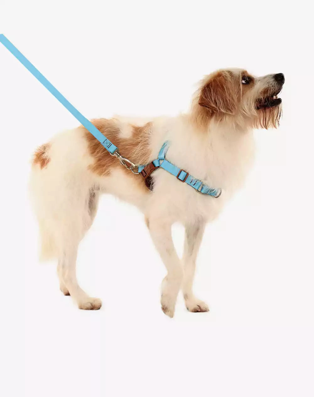 No Pull Dog Harness and Leash Set Black