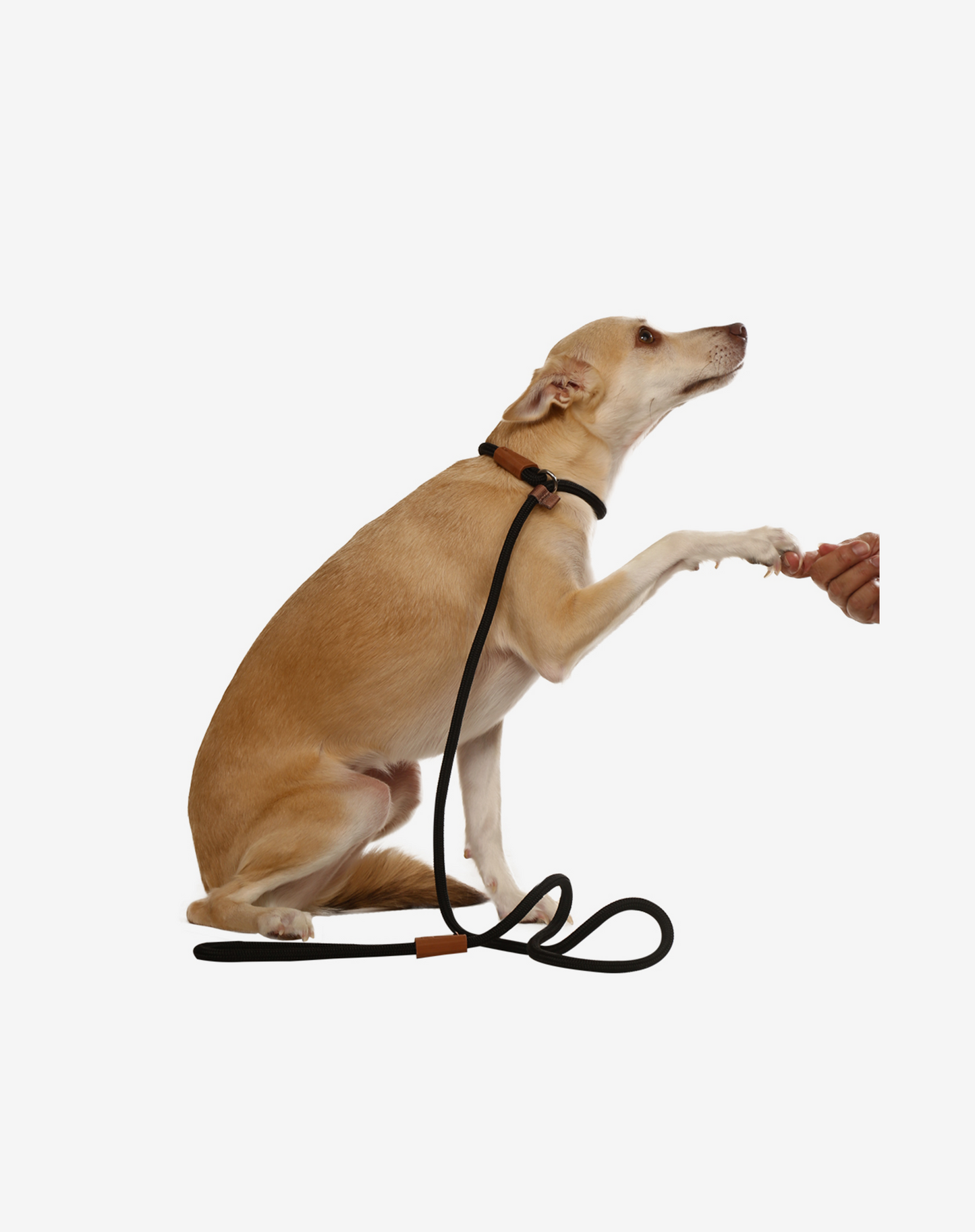 Rope Slip Dog Lead Black