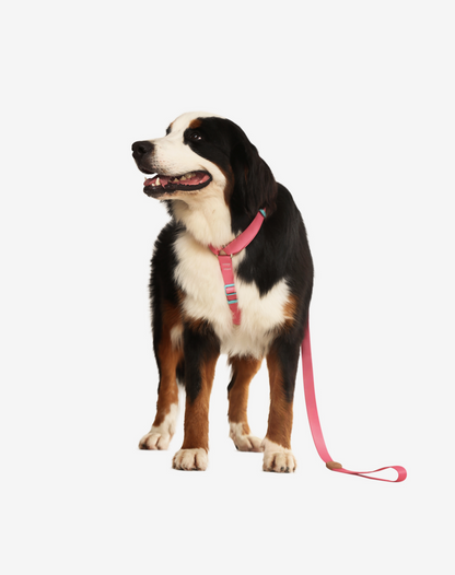 The H-Harness + Leash Set Fiji