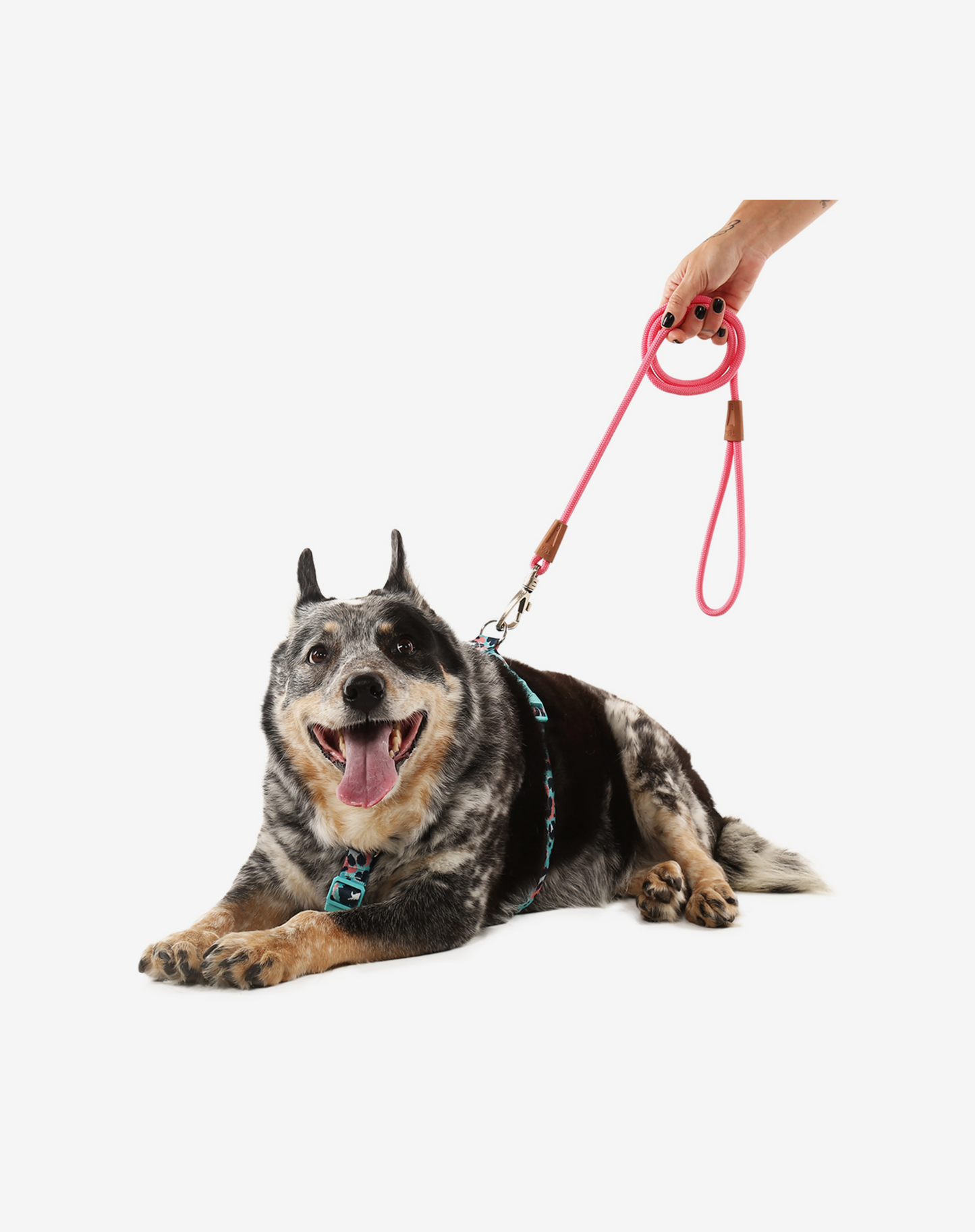 1.20m Rope Dog Leash Fiji